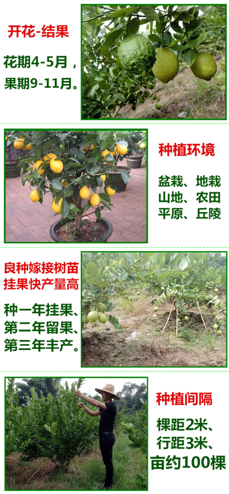 柠檬树苗柠檬苗香水柠檬青柠檬尤力克柠檬果树苗