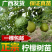 柠檬树苗柠檬苗香水柠檬青柠檬尤力克柠檬果树苗