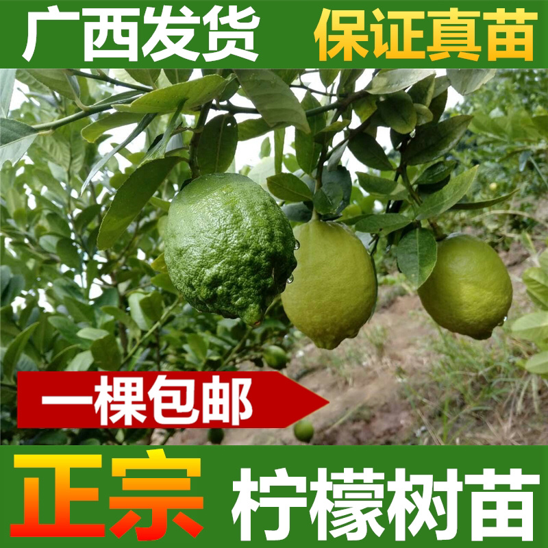 柠檬树苗柠檬苗香水柠檬青柠檬尤力克柠檬果树苗
