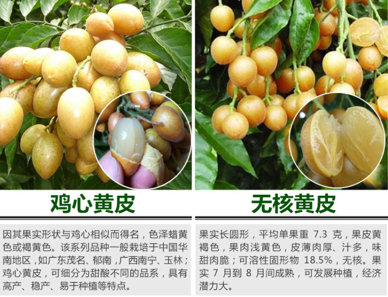 黄皮苗黄皮树苗鸡心黄皮苗无核黄皮果树苗