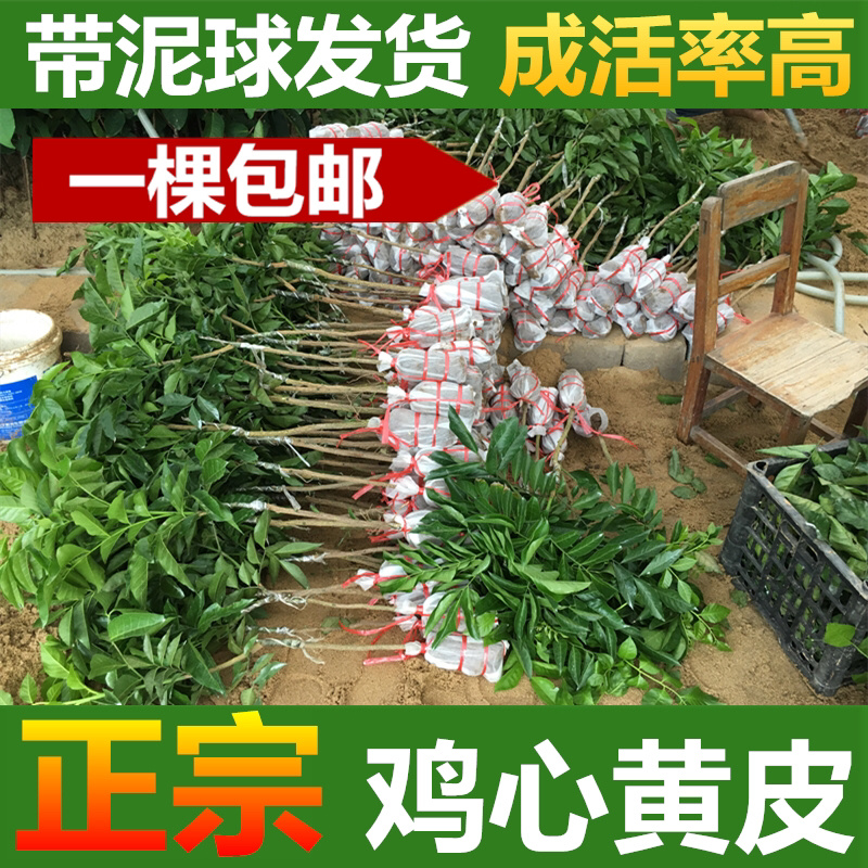 黄皮苗黄皮树苗鸡心黄皮苗无核黄皮果树苗
