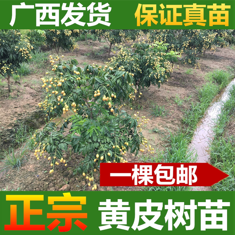 黄皮苗黄皮树苗鸡心黄皮苗无核黄皮果树苗