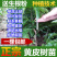 黄皮苗黄皮树苗鸡心黄皮苗无核黄皮果树苗