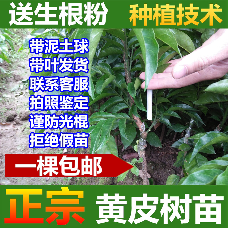 黄皮苗黄皮树苗鸡心黄皮苗无核黄皮果树苗