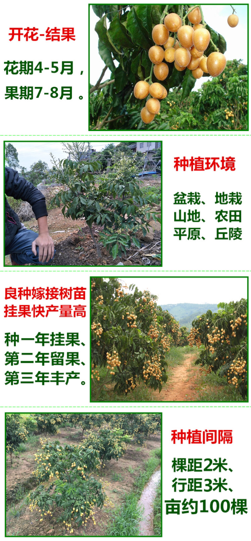 黄皮苗黄皮树苗鸡心黄皮苗无核黄皮果树苗