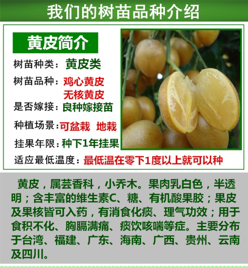 黄皮苗黄皮树苗鸡心黄皮苗无核黄皮果树苗