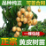 黄皮苗黄皮树苗鸡心黄皮苗无核黄皮果树苗