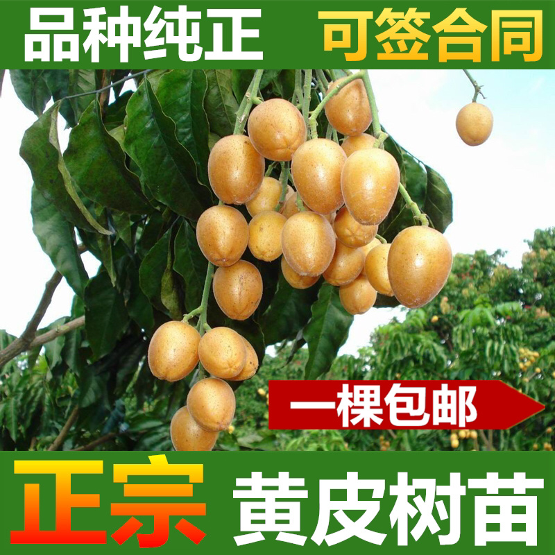 黄皮苗黄皮树苗鸡心黄皮苗无核黄皮果树苗