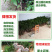 黄皮苗黄皮树苗鸡心黄皮苗无核黄皮果树苗