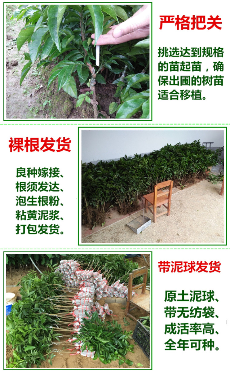 黄皮苗黄皮树苗鸡心黄皮苗无核黄皮果树苗
