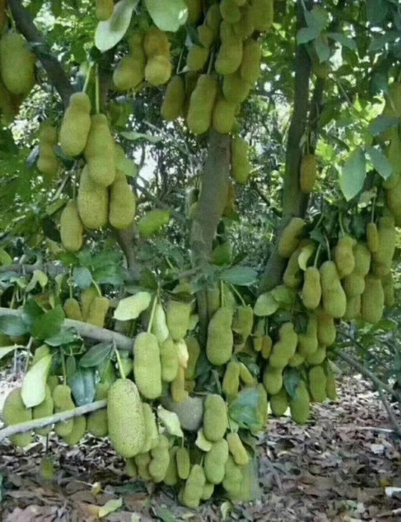 榴莲蜜苗榴莲苗嫁接苗马来西亚一号菠萝蜜