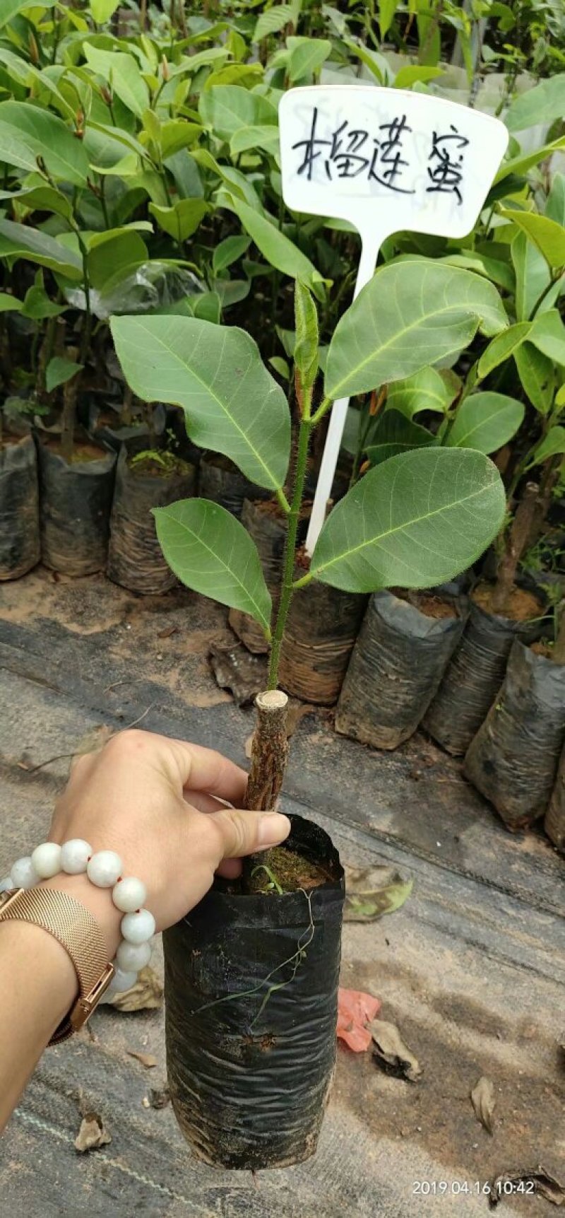 榴莲蜜苗榴莲苗嫁接苗马来西亚一号菠萝蜜