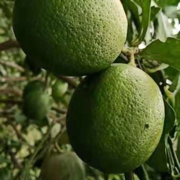 四季柠檬
