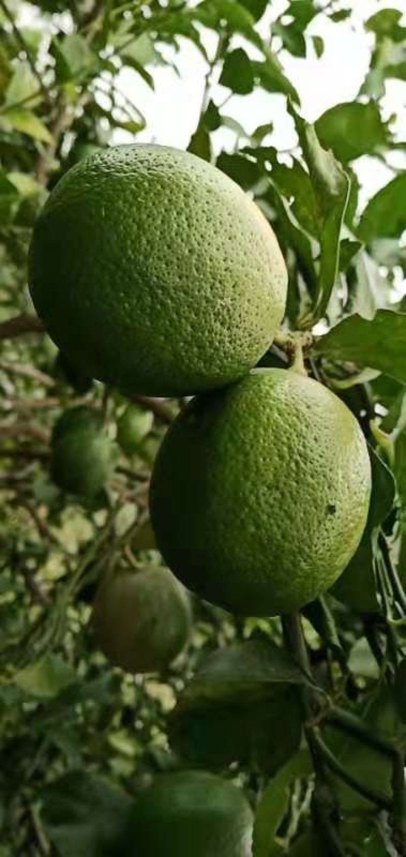 四季柠檬