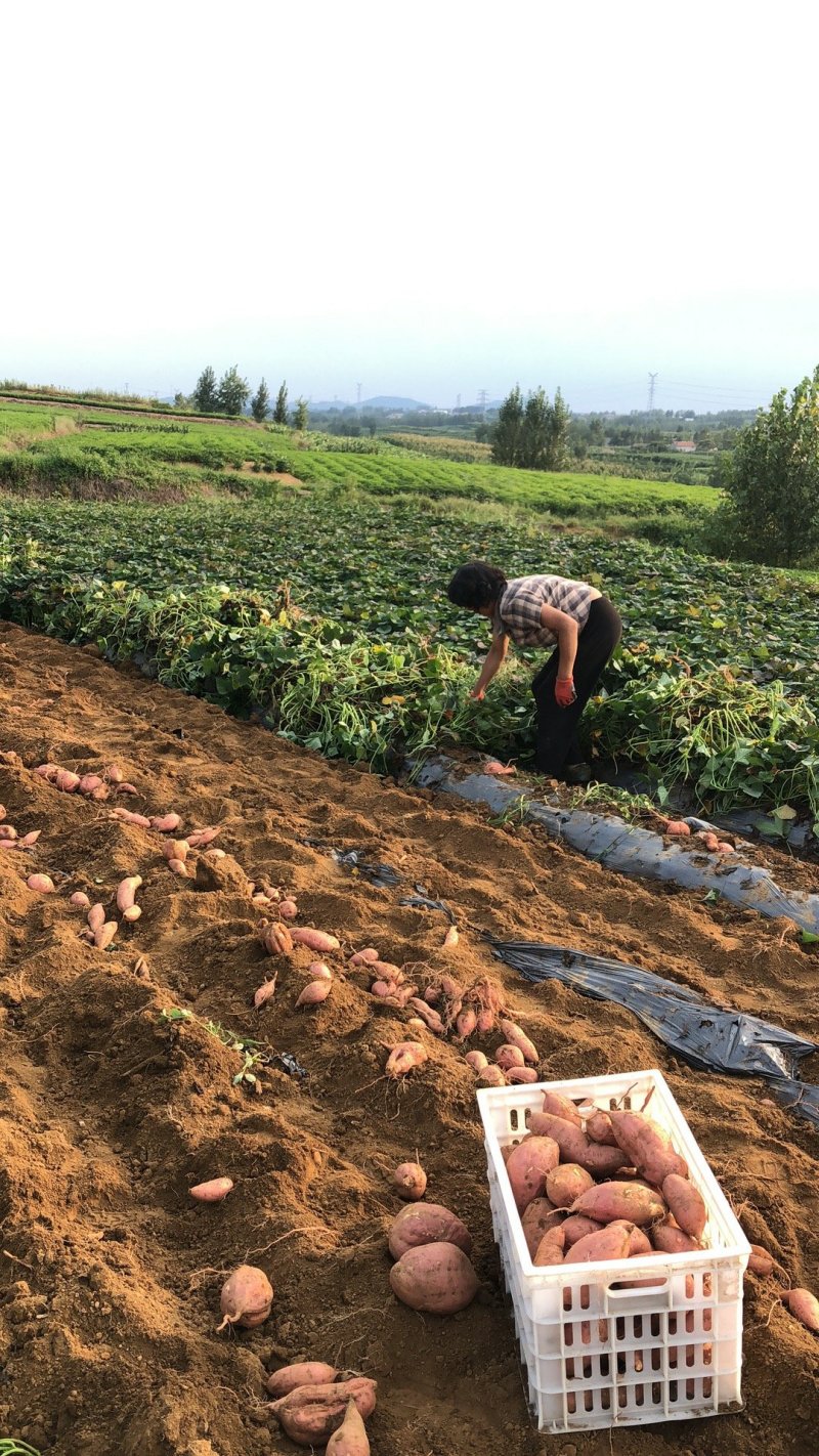 蜜薯烟薯25烤地瓜专用薯地瓜