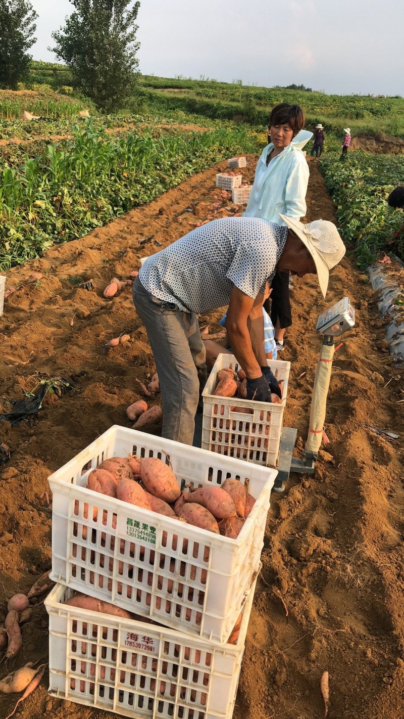 蜜薯烟薯25烤地瓜专用薯地瓜