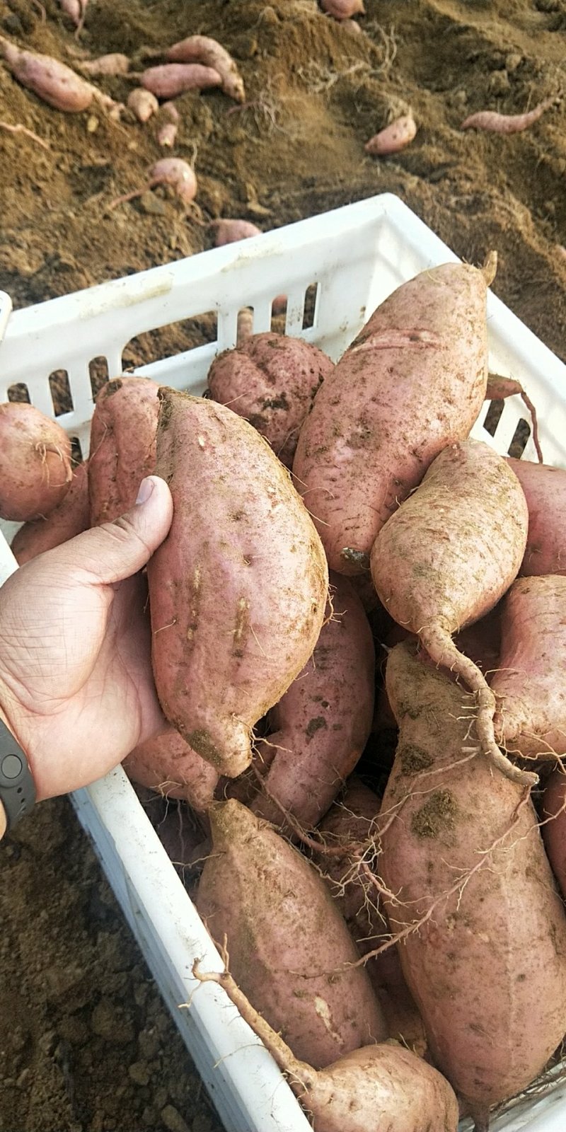 蜜薯烟薯25烤地瓜专用薯地瓜