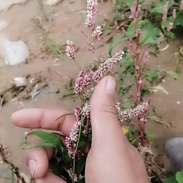 水蓼