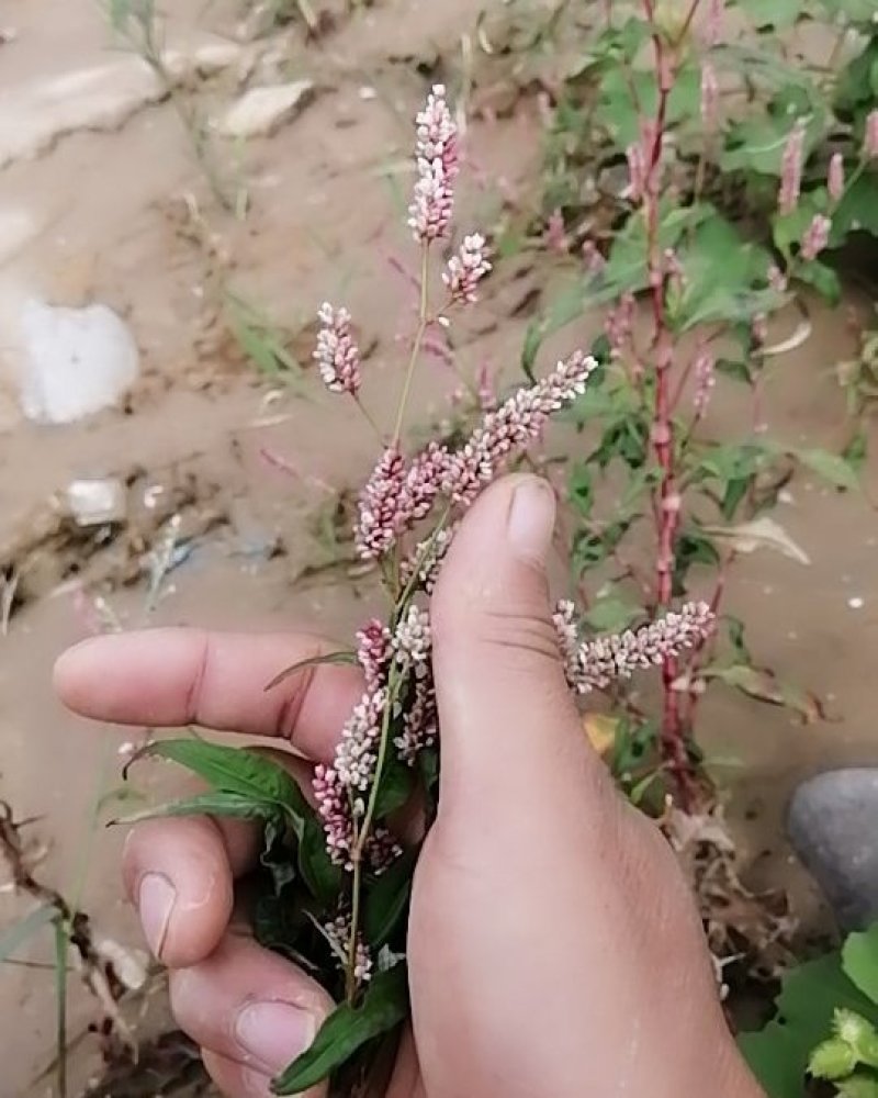 水蓼