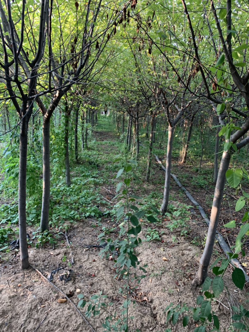 大量出售北美海棠，千亩园林规梠齐全