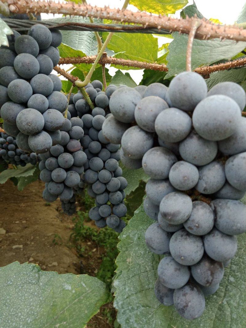 葡萄高山葡萄酿酒葡萄成熟了欢迎老板订购