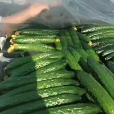 山东嫁接油亮黄瓜产地直供