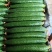 山东嫁接油亮黄瓜产地直供
