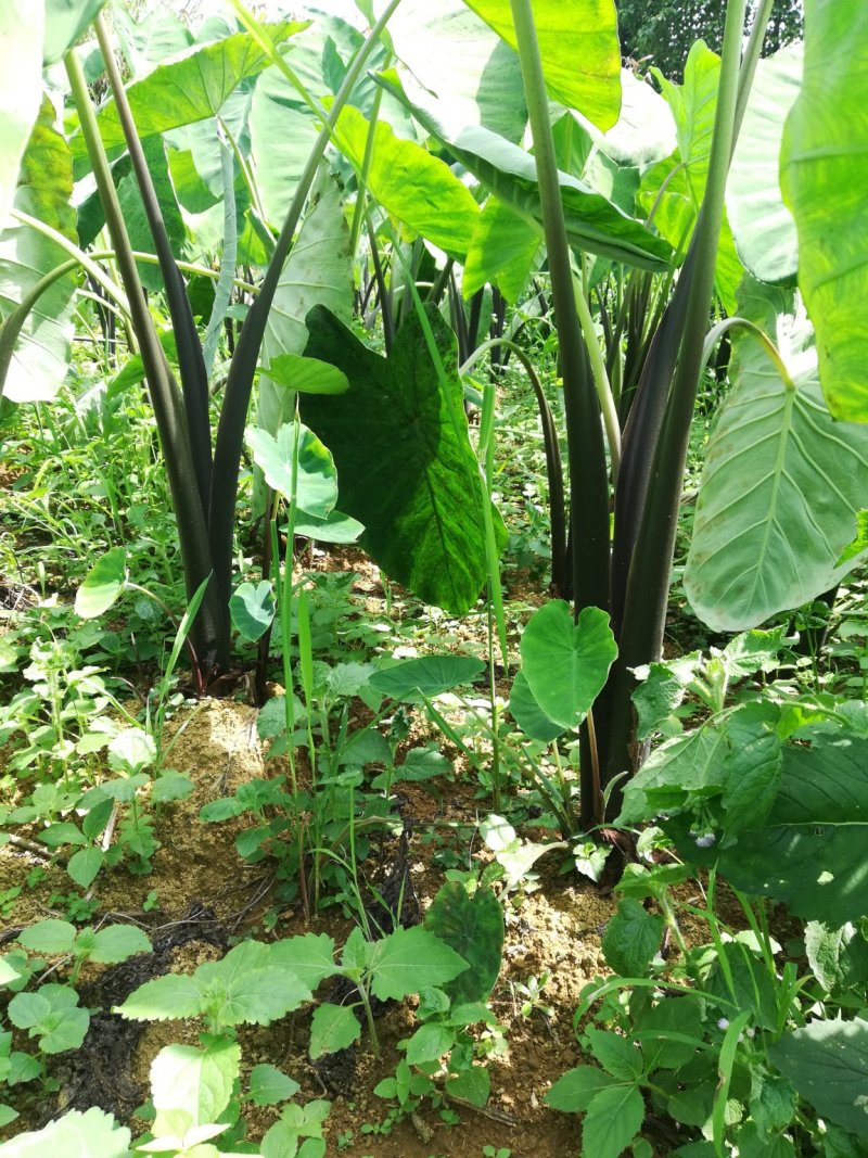 云南红河蒙自市毛芋头