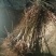 丽江雪桃来自丽江的礼物一个桃子一斤重