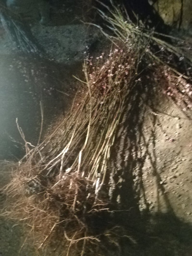 丽江雪桃来自丽江的礼物一个桃子一斤重