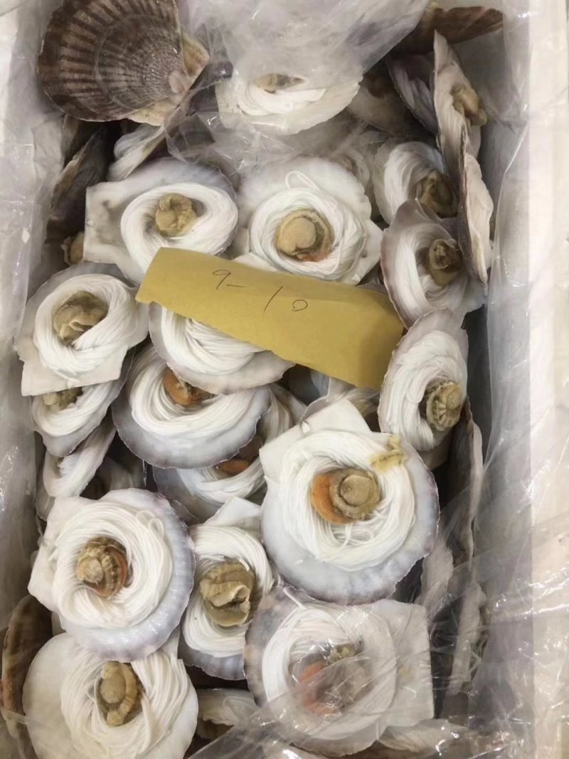 粉丝扇贝