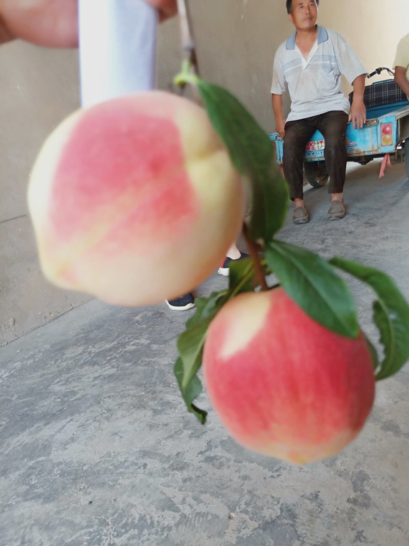 陕西毛桃纸袋毛桃，金秋红密桃，大荔纸袋毛桃金秋红密桃毛桃