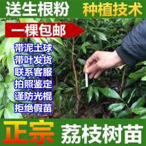 荔枝苗荔枝树苗妃子笑荔枝苗桂味荔枝苗无核荔枝苗