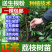 荔枝苗荔枝树苗妃子笑荔枝苗桂味荔枝苗无核荔枝苗