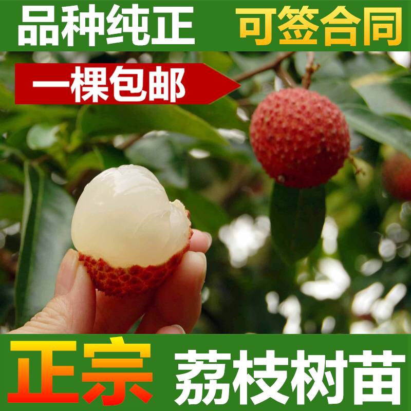荔枝苗荔枝树苗妃子笑荔枝苗桂味荔枝苗无核荔枝苗