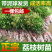 荔枝苗荔枝树苗妃子笑荔枝苗桂味荔枝苗无核荔枝苗