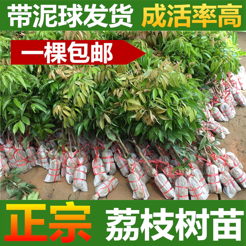 荔枝苗荔枝树苗妃子笑荔枝苗桂味荔枝苗无核荔枝苗