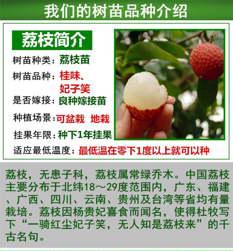 荔枝苗荔枝树苗妃子笑荔枝苗桂味荔枝苗无核荔枝苗
