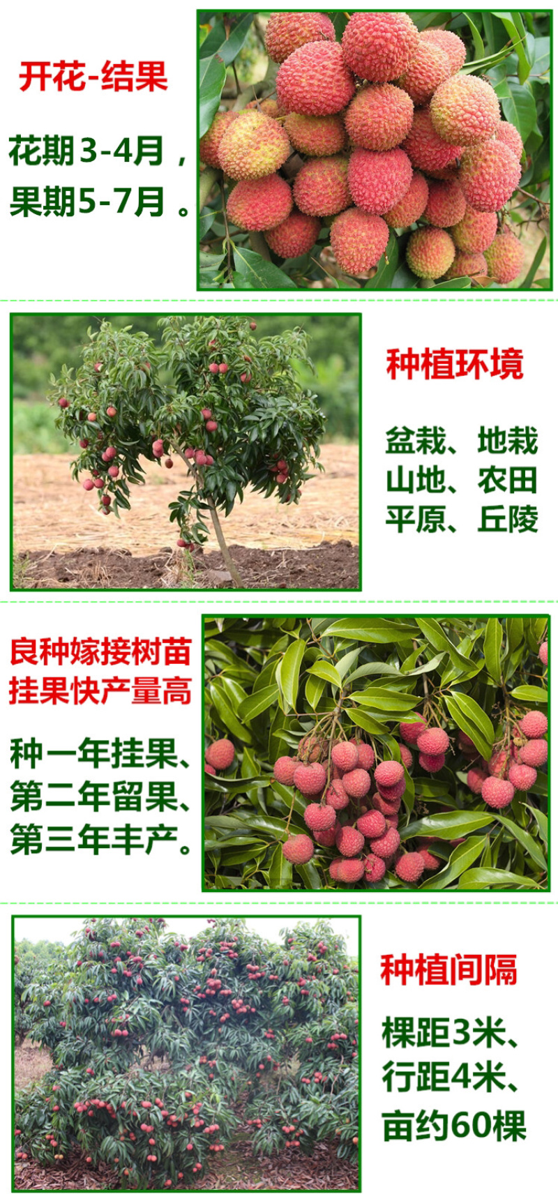 荔枝苗荔枝树苗妃子笑荔枝苗桂味荔枝苗无核荔枝苗