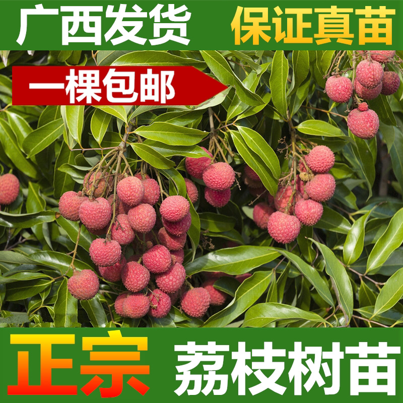 荔枝苗荔枝树苗妃子笑荔枝苗桂味荔枝苗无核荔枝苗