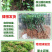 荔枝苗荔枝树苗妃子笑荔枝苗桂味荔枝苗无核荔枝苗