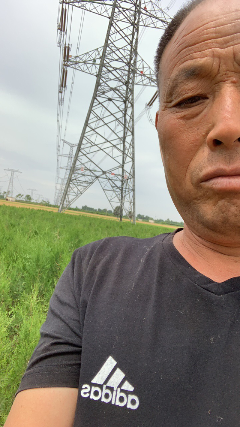 长期供应各种规格侧柏苗