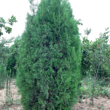长期供应各种规格侧柏苗