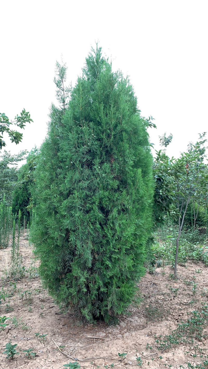 长期供应各种规格侧柏苗