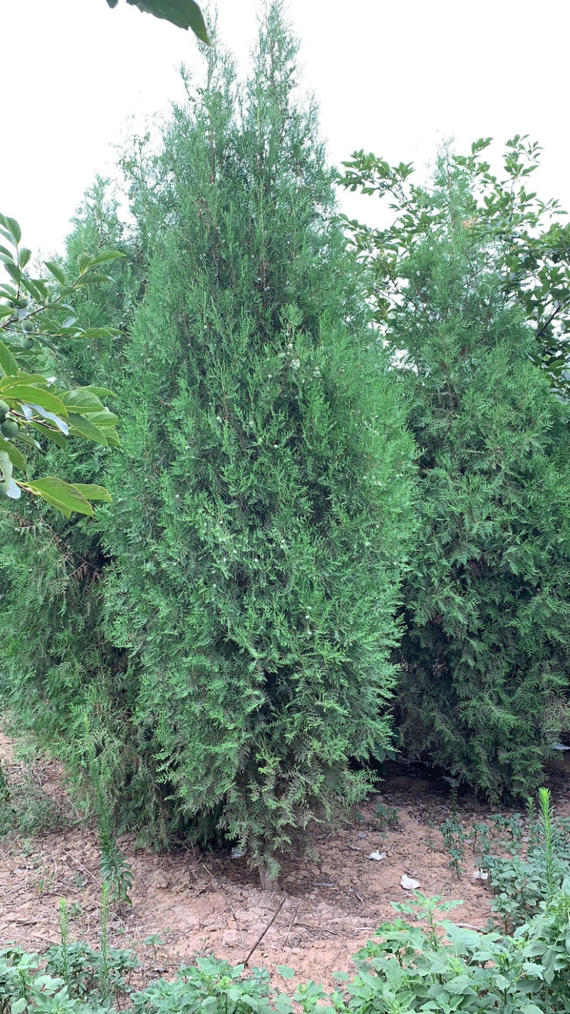 长期供应各种规格侧柏苗