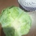 甘蓝大量有货