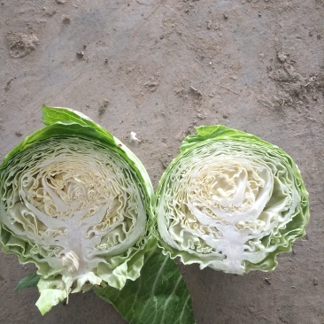 甘蓝大量有货