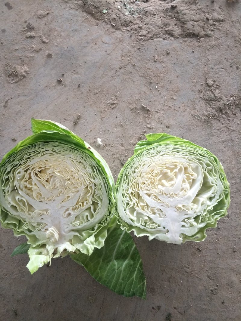 甘蓝大量有货