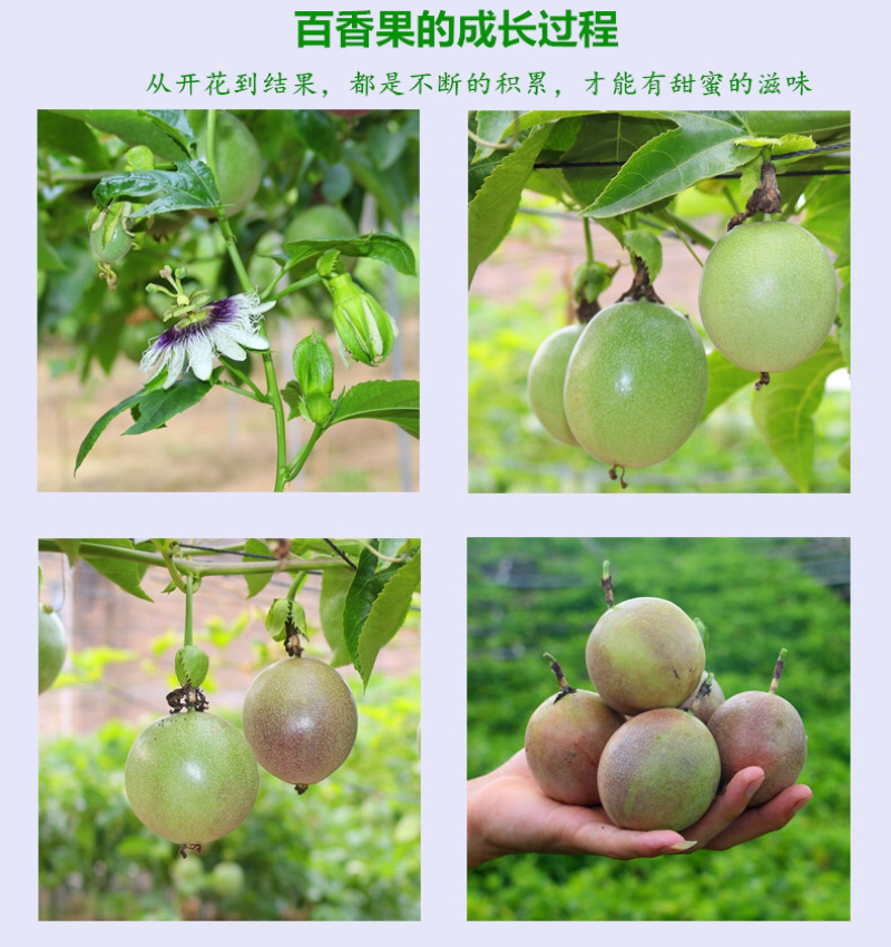 百香果苗紫香一号台农黄金百香果苗