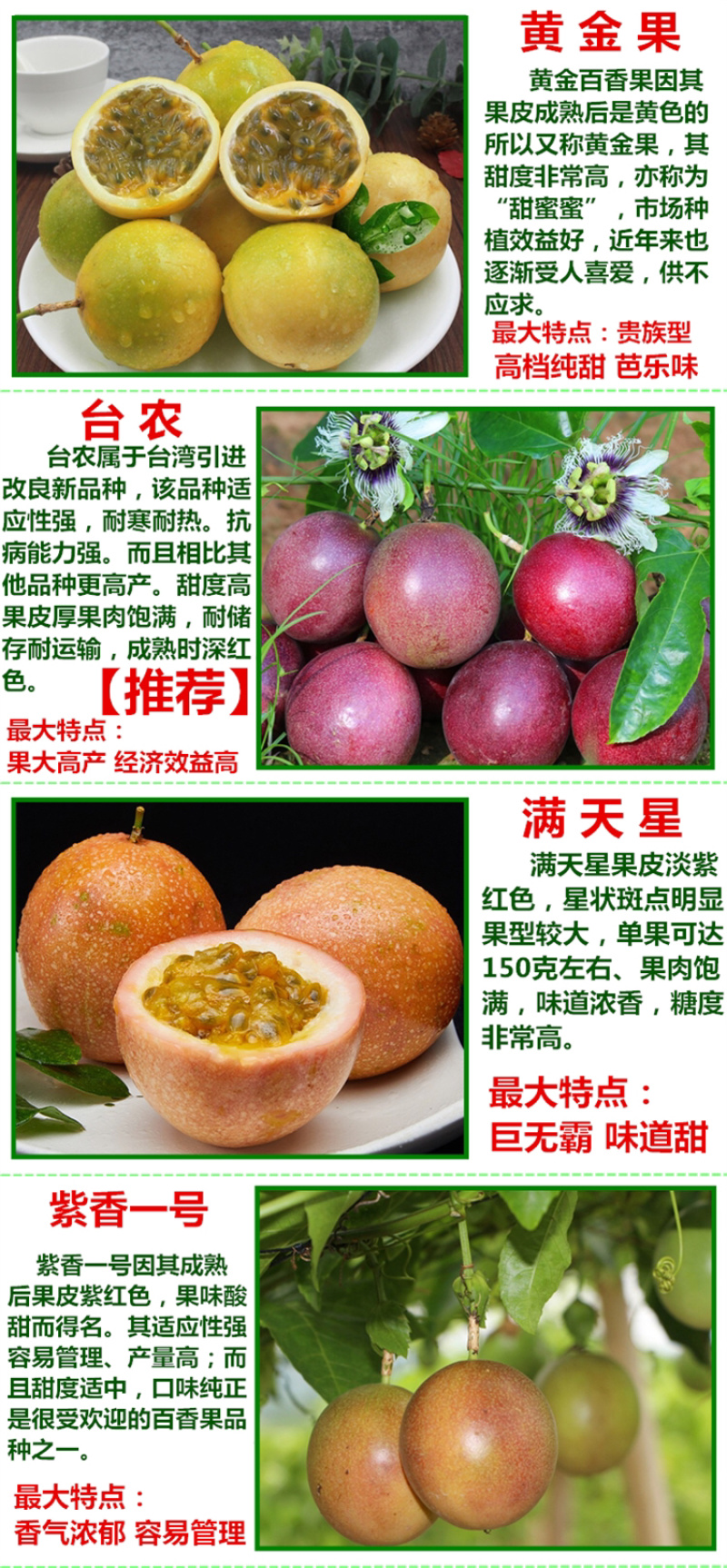 百香果苗紫香一号台农黄金百香果苗